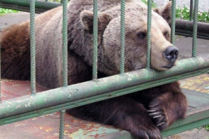 На 15 август денят на bear-podkhozhki ще празнува в зоопарка на chelyabinsk На 15 август денят на bear-podkhozhki ще празнува в зоопарка на chelyabinsk
